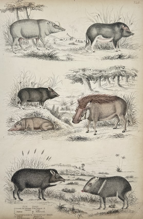 Jean-Charles Werner (1798–1856) – Study of Swine and Peccaries – Hand-coloured engraving (1 of 2)