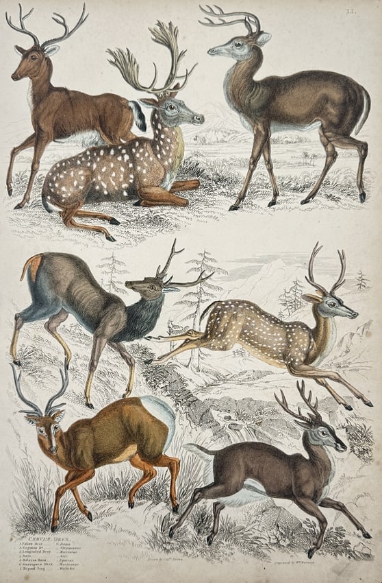 Jean-Charles Werner (1798–1856) – Study of Deer Species – Hand-coloured engraving: "Cervus, Deer." This hand-coloured engraving presents an extensive comparative study of the Cervidae family, featuring several species in dynamic poses within a hilly landscape. The upper register ill