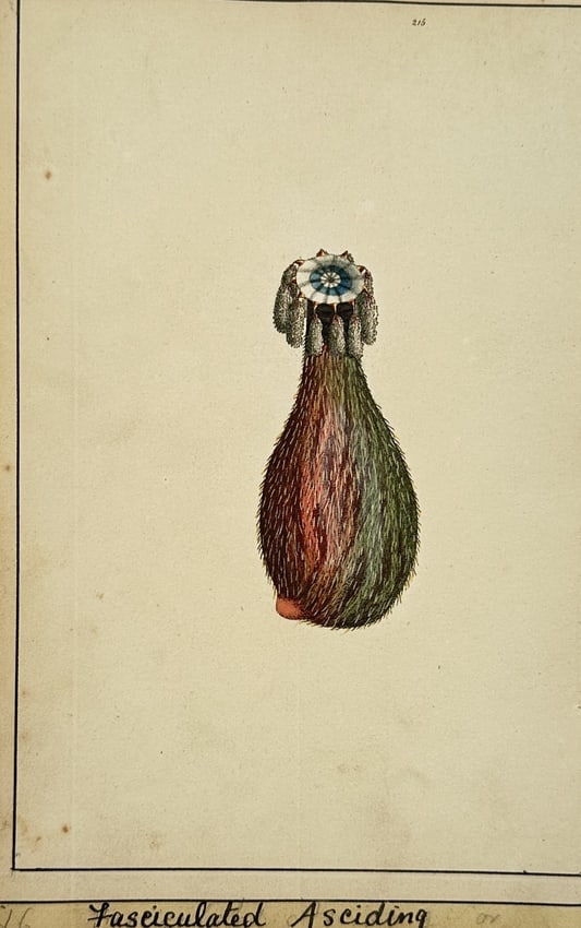 Frederick Nodder (active 1770–1800) – Study of the Fasciculated Ascidia: "Fasciculated Ascidia." This hand-coloured engraving depicts a marine tunicate, specifically a sea squirt, illustrating its bulbous body covered in fine bristles and the colorful siphon at the top use