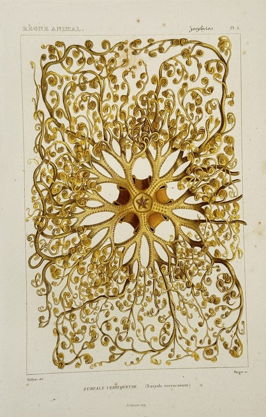 Georges Cuvier (1769–1832) – Study of the Gorgonocephalus: Euryale Verruqueuse: "Règne Animal. Zoophytes. Euryale Verruqueuse (Euryale verrucosum)." This hand-coloured engraving illustrates a basket star, a type of brittle star characterized by its complex, dichotomously branchi