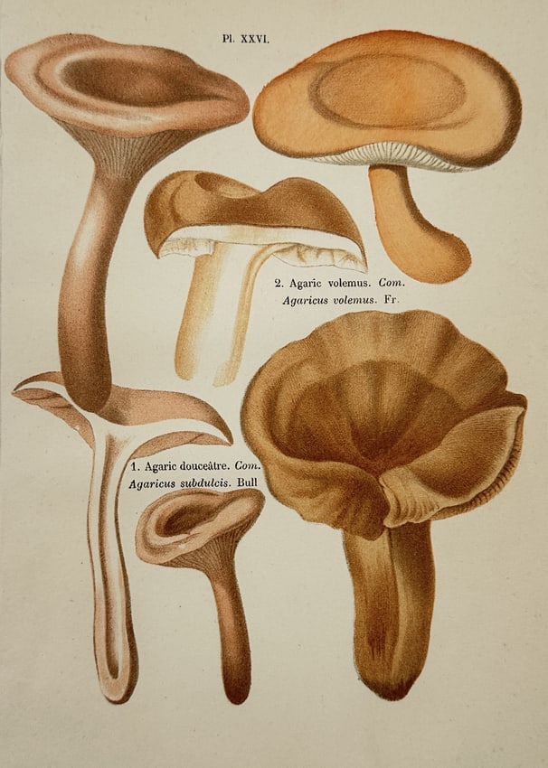 Aimée-Eugénie Delville-Cordier - Study of Mild Milkcap – Chromolithograph (1876) (1 of 2)