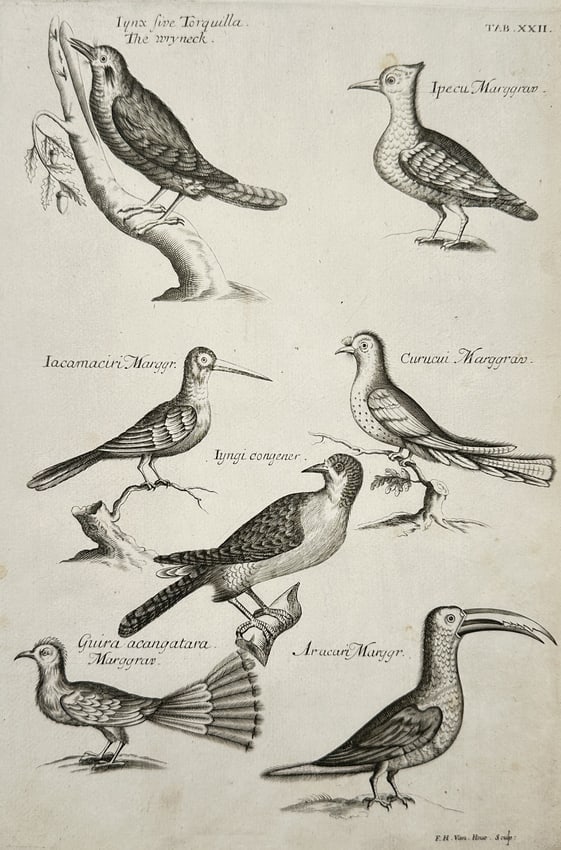 Francis Willughby (1635–1672) – Study of the Wryneck, Jacamar, Trogon, and Aracari: "Iynx sive Torquilla The wryneck. Ipecu Marggrav. Iacamacyri Marggr. Curucui Marggrav. Iungi congener. Guira acangatara Marggrav. Aracari Marggr." This copperplate engraving presents a comparative orn