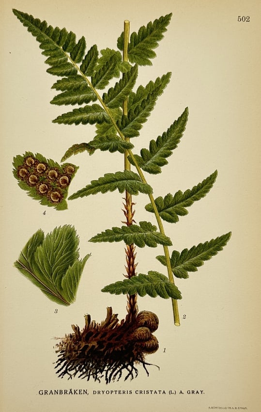 Carl Axel Magnus Lindman (1856–1928) – Granbräken (Dryopteris cristata) – Chromolithograph: "Granbräken, Dryopteris cristata (L.) A. Gray." The illustration depicts the crested buckler fern, showing the complete plant with its rhizome roots (1), the stem (2), a detail of a leaf (3), and the