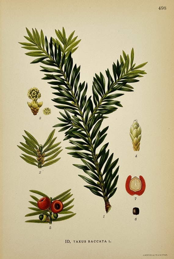 Carl Axel Magnus Lindman (1856–1928) – ID, Taxus baccata L. – Chromolithograph (1901–1926): "ID, Taxus baccata L." depicts the English yew, showing the branch structure (1), leaves (2), male reproductive structures (3, 4), and the mature branch with red arils (5). Cross-sectional views of th