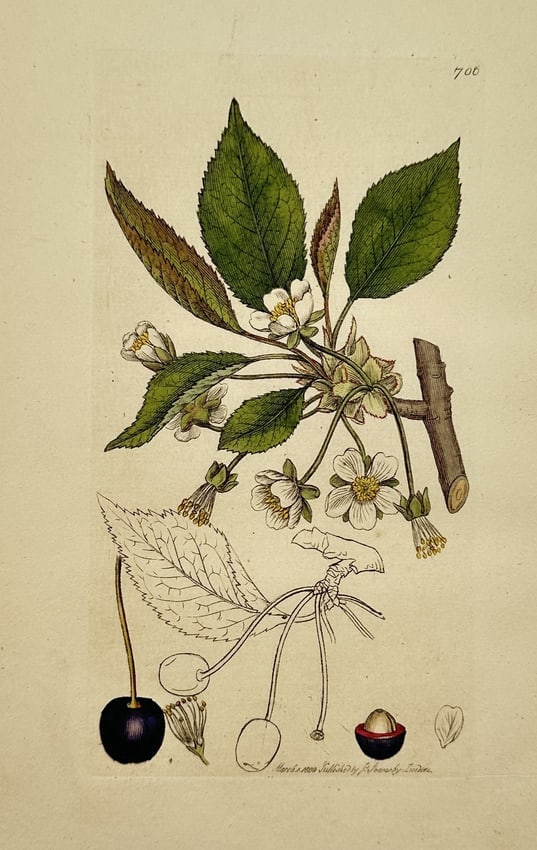 James Sowerby (1757–1822) – Prunus cerasus (Sour Cherry) – Hand-coloured engraving: "Prunus cerasus" depicts the botanical features of the sour cherry, showcasing branches with lush green leaves and delicate white blossoms. The composition includes a single ripe, dark-coloured cherry