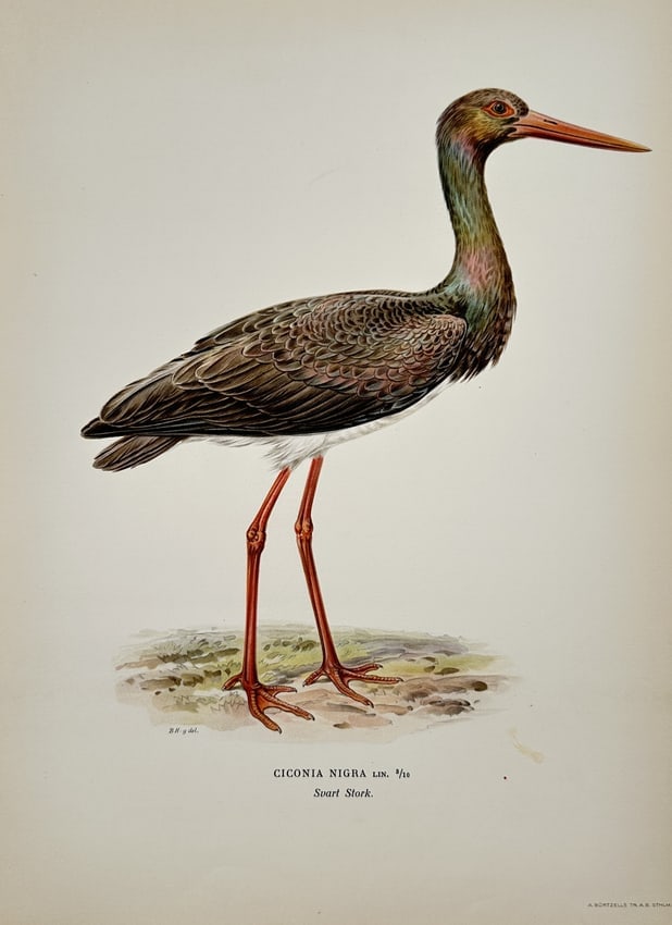 Magnus von Wright (1805-1868 – View of a Black Stork – Lithograph (20th Century) (1 of 2)