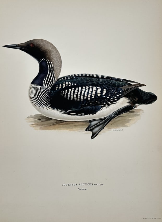 Magnus von Wright (1805-1868) – View of a Colymbus Arcticus – Chromolithograph (1920s) (1 of 2)