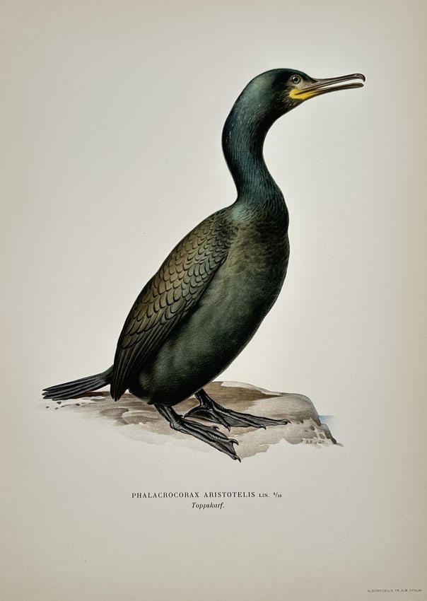 Magnus von Wright (1805-1868) – View of a Phalacrocorax Aristotelis – Chromolithograph (1 of 2)
