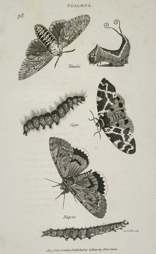 George Shaw (1751–1813) – View of Moths and Caterpillars – Engraving (1804) (1 of 2)
