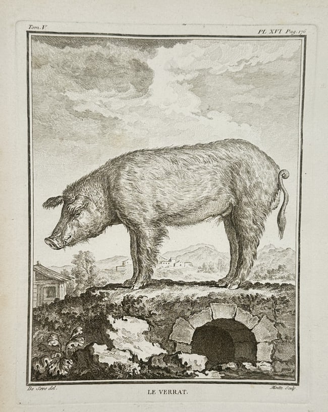 Jacques de Sève (Active 1742–1788) – View of a Boar – Engraving (1755): "Le Verrat" depicts a domestic boar standing atop a stone archway or bridge, set against a rolling landscape with distant buildings and mountains. This engraving was published in Paris as part of Hist