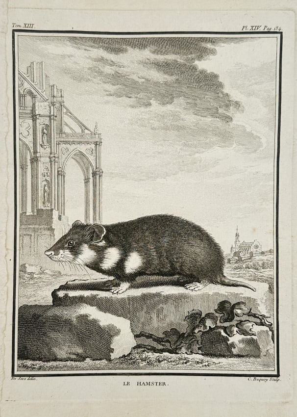 Jacques de Sève (Active 1742–1788) – View of a European Hamster on Stone – Engraving (1 of 2)