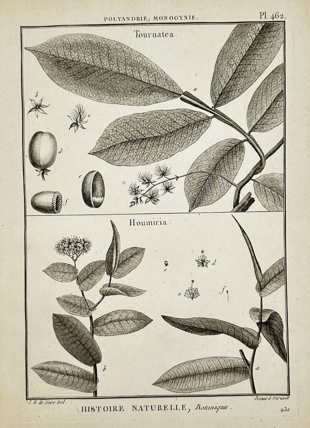 Robert Benard (1734-1777) – Botanical Study: Tournatea and Houmiria – Engraving (1791): "Histoire Naturelle, Botanique" illustrates two botanical genera, Tournatea and Houmiria, showcasing detailed branches, serrated and veined leaf structures, and various stages of floral and seed devel