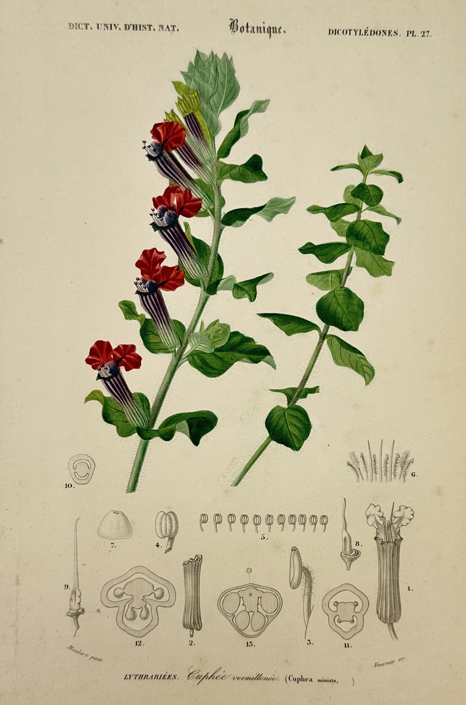 Charles Henry Dessalines d'Orbigny (1806–1876) – Study of Mexican Cigar Plant: "Cuphee vermillonnee. (Cuphea miniata.)" This botanical illustration displays the vibrant red tubular flowers and textured green foliage of the Mexican cigar plant, highlighting its distinctive elonga