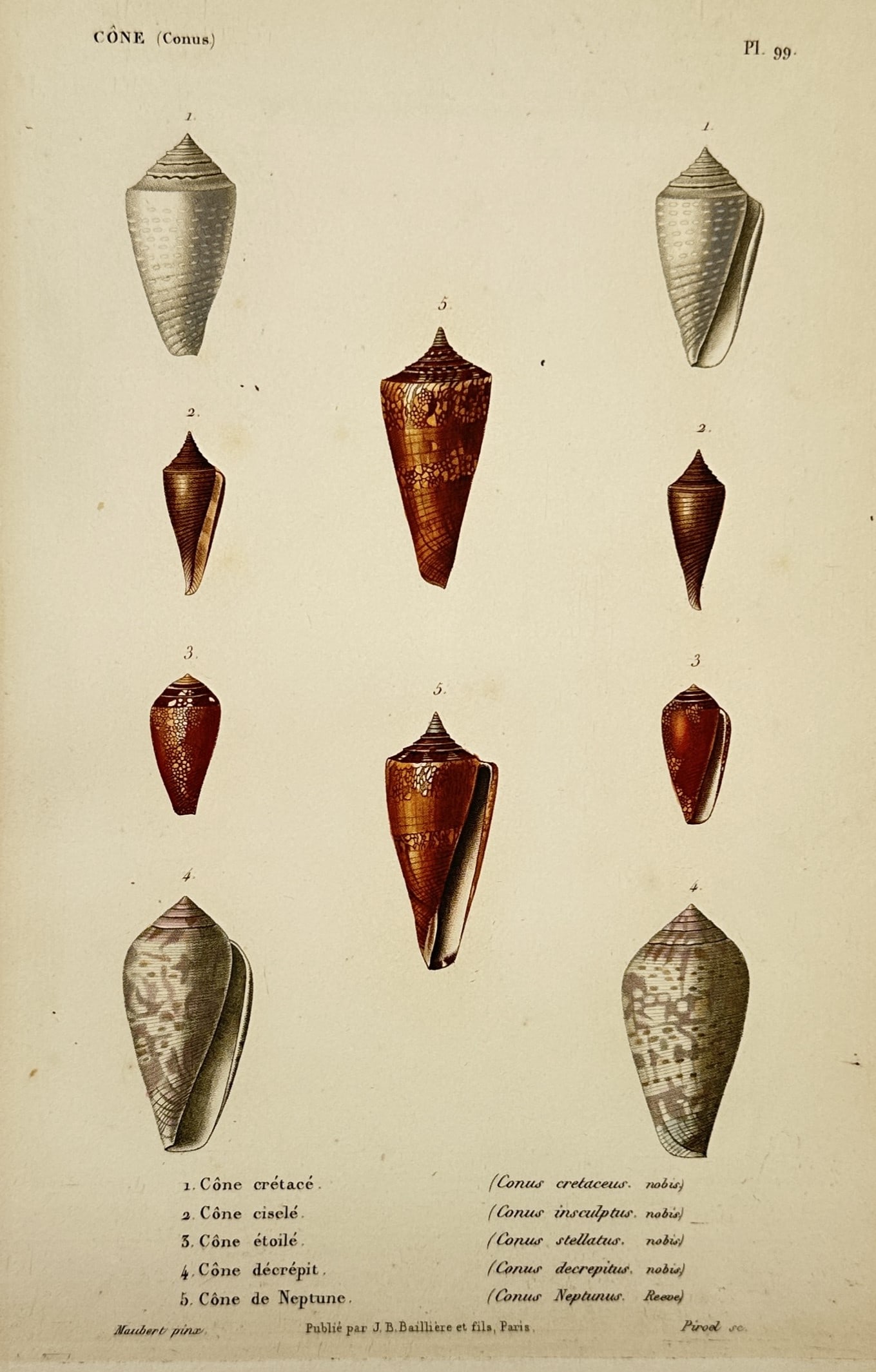 Charles Henry Dessalines d'Orbigny (1806–1876) – Study of Neptune and Chalky Cone Shells (1 of 2)