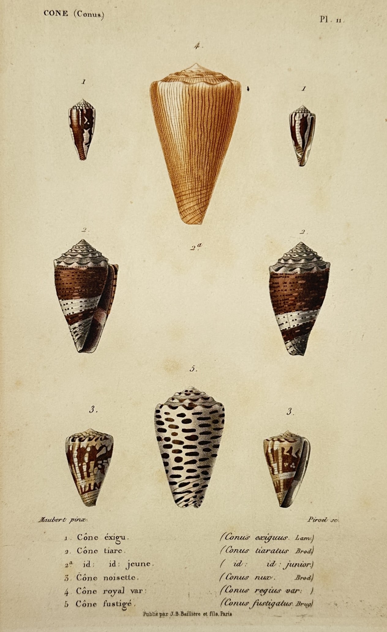 Charles Henry Dessalines d'Orbigny (1806–1876) – Study of Royal and Tiara Cone Shells (1 of 2)