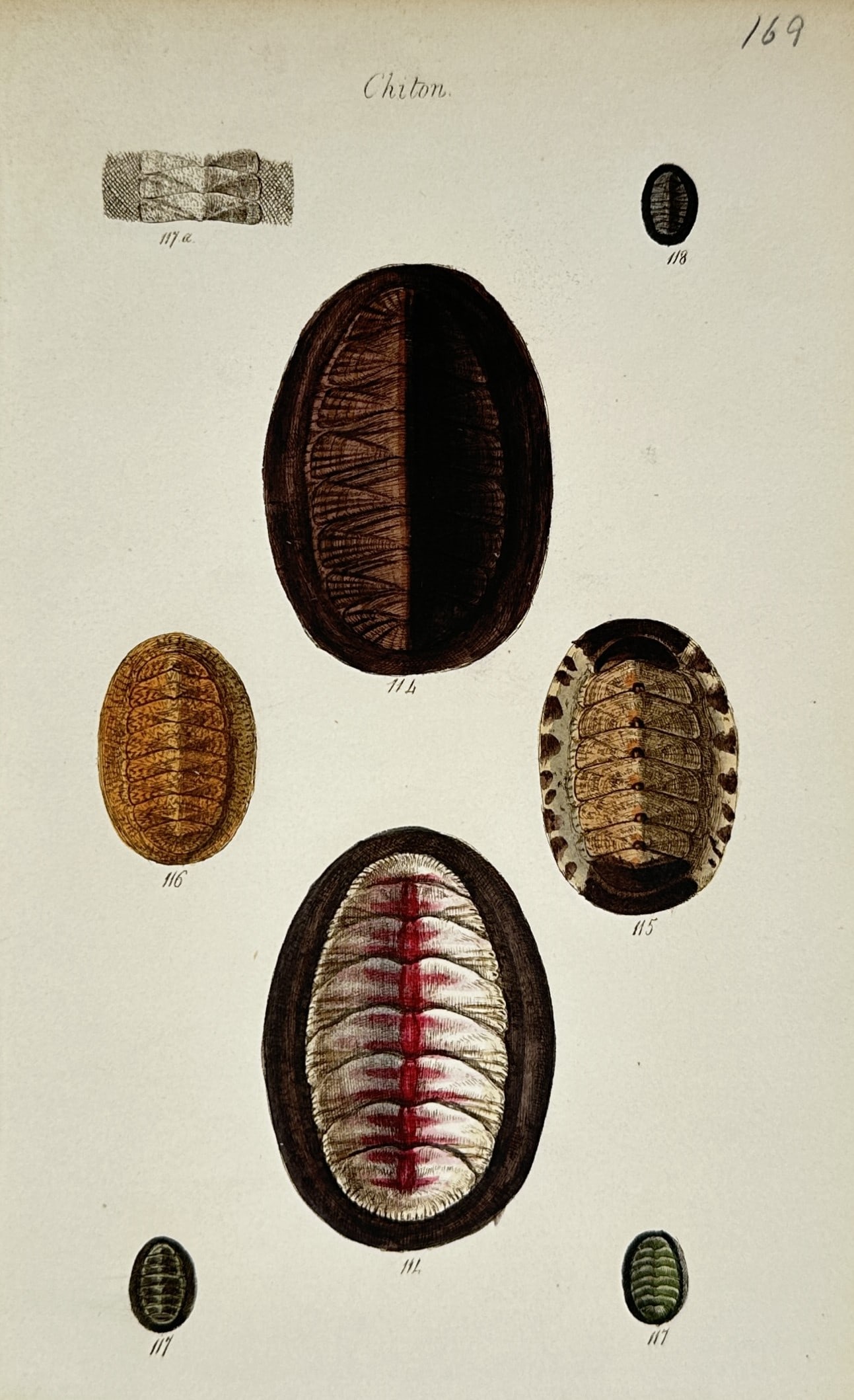 George Brettingham Sowerby II (1812–1884) – Study of Chiton Shells – Hand-coloured engraving: "Chiton." This malacological illustration displays various species of chitons, or polyplacophorans, highlighting their characteristic eight-valved dorsal shells and surrounding girdles. The work is a 