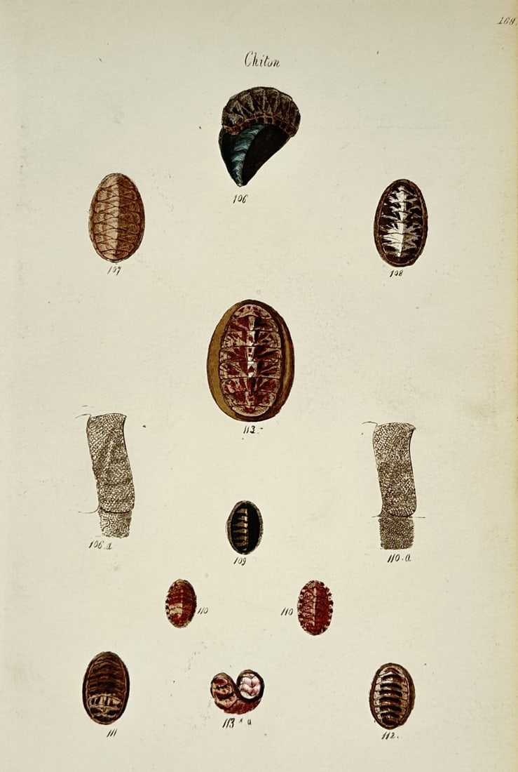 George Brettingham Sowerby II (1812–1884) – Study of Chiton Species – Hand-coloured engraving: "Chiton." This malacological illustration displays an array of chitons, or sea cradles, highlighting the diversity of their eight-valved shells and surrounding girdles. The work is a hand-coloured eng