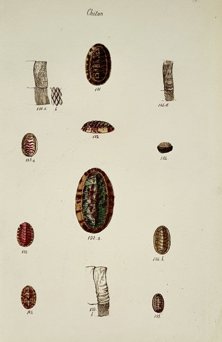 George Brettingham Sowerby II (1812–1884) – Study of Chiton Varieties – Hand-coloured: "Chiton." This malacological illustration displays various species of chitons, or polyplacophorans, highlighting the diversity of their multi-valved shells and surrounding girdle textures. The work is