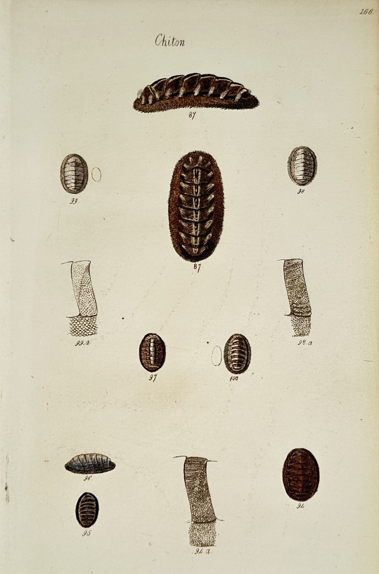 George Brettingham Sowerby II (1812–1884) – Study of Chiton Forms – Hand-coloured engraving (1 of 2)