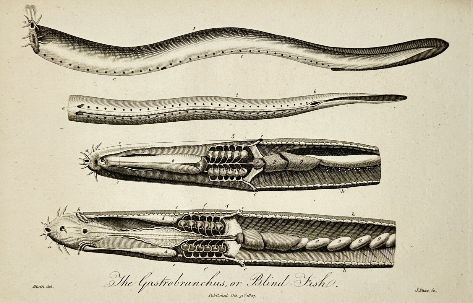 John Wilkes (1750–1810) – Study of the Gastrobranchus or Blind-Fish – Engraving (1807): "The Gastrobranchus, or Blind-Fish." This ichthyological illustration displays the external anatomy and internal physiological structures of a hagfish, known historically as the gastrobranchus. The wo