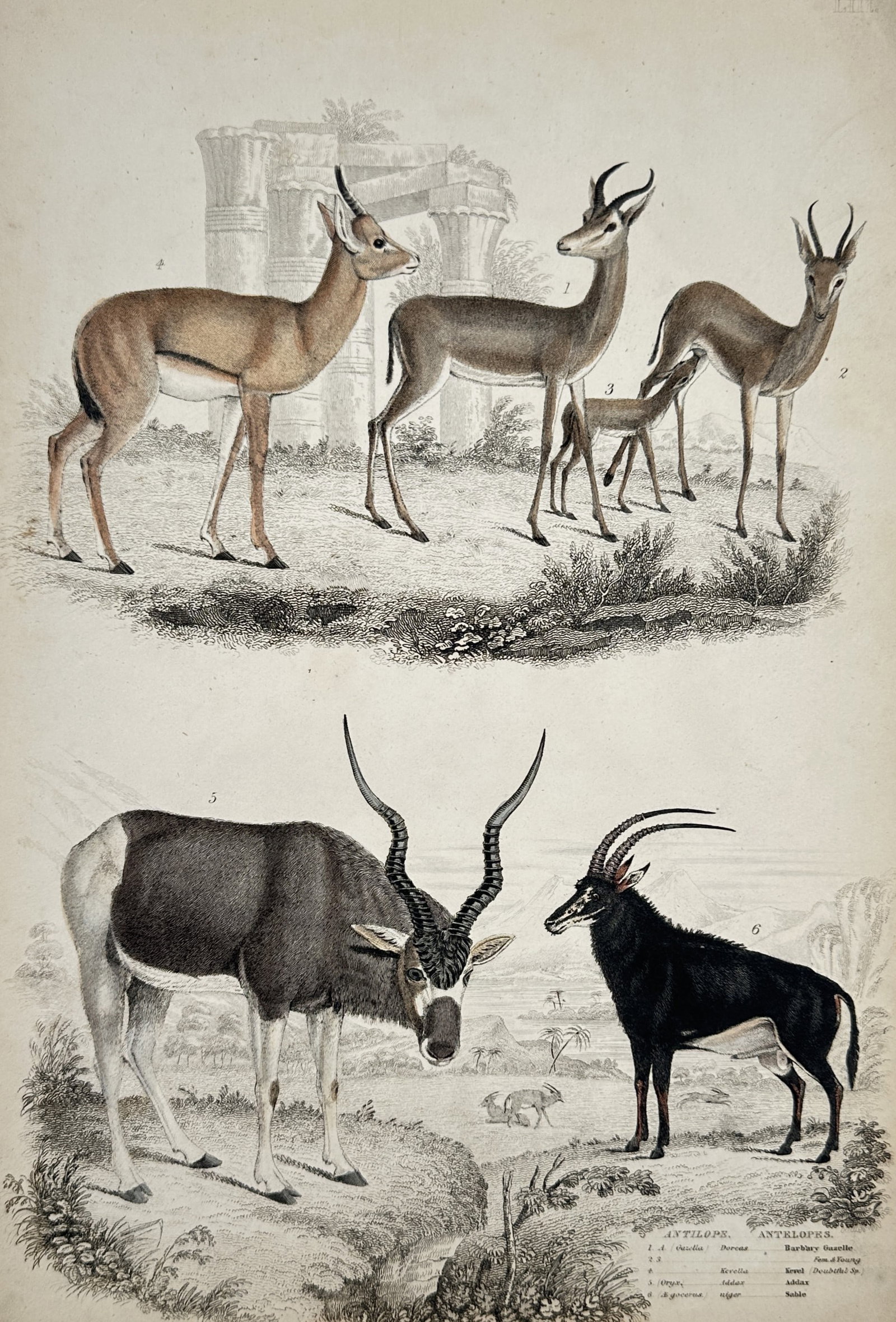 Captain Thomas Brown (1785–1862) – Study of Antelopes – Hand-coloured engraving (1835) (1 of 2)