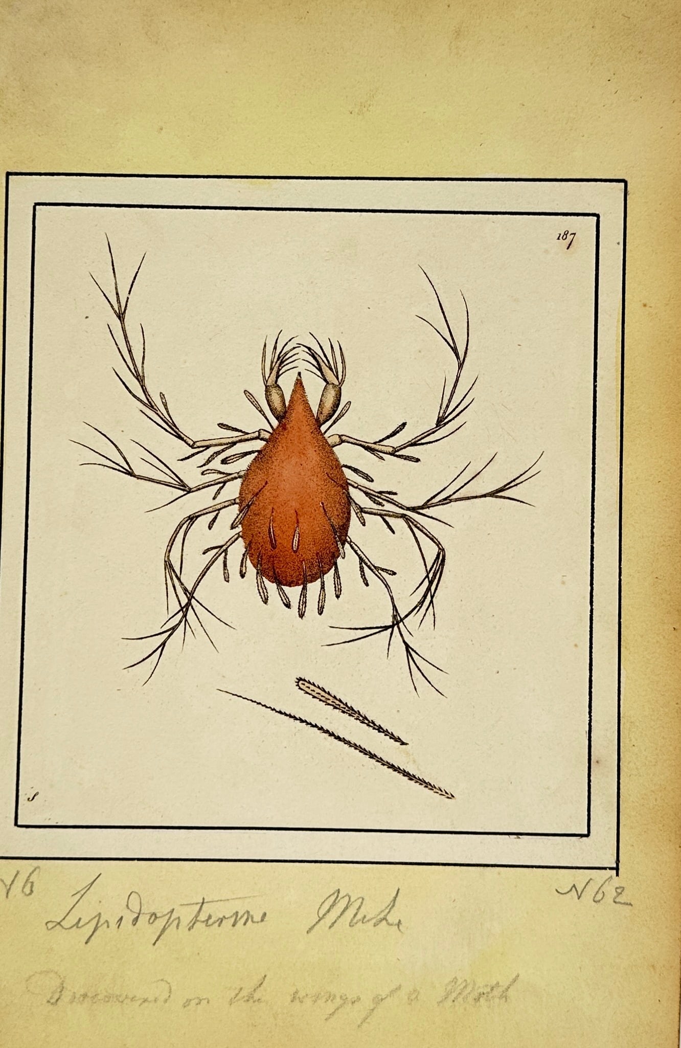 Frederick Polydore Nodder – Study of the Lepidopterine Mite – Hand-coloured engraving (1791) (1 of 2)