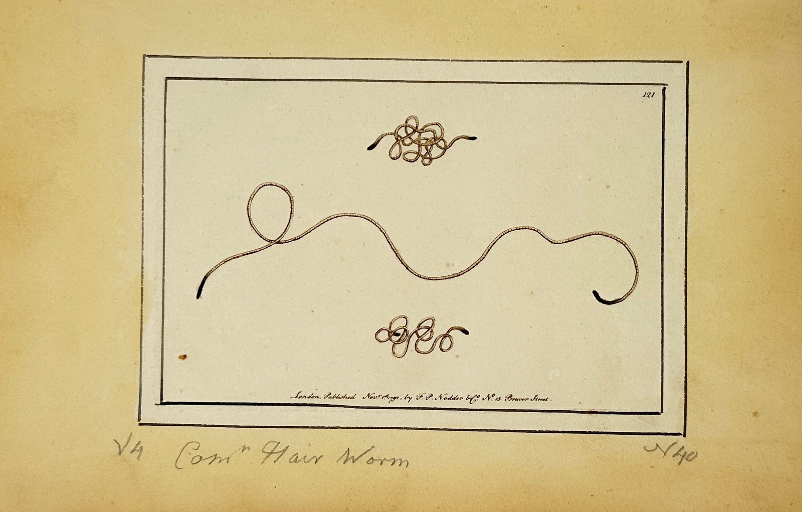 Frederick Polydore Nodder – Study of the Common Hair Worm – Hand-coloured engraving (1791) (1 of 2)