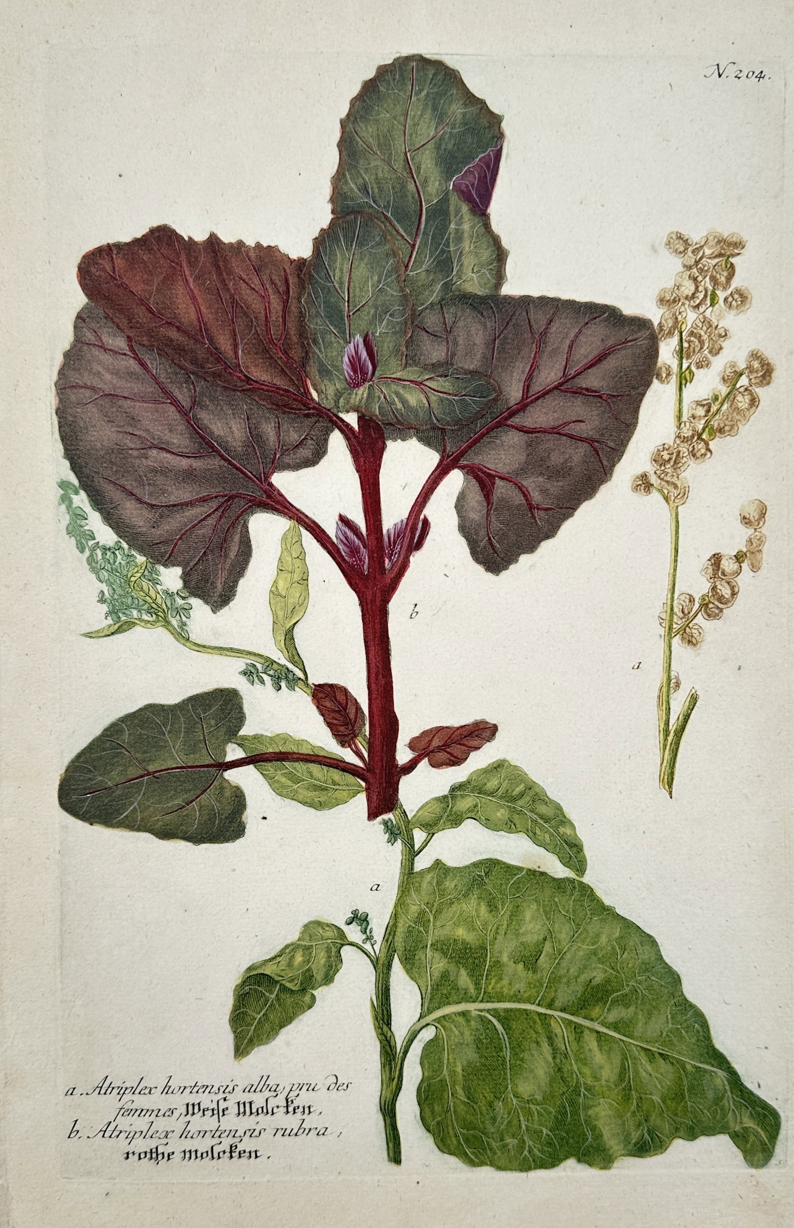 Johann Wilhelm Weinmann (1683-1741) – Garden Orach Varieties – Hand-coloured engraving (1739) (1 of 2)