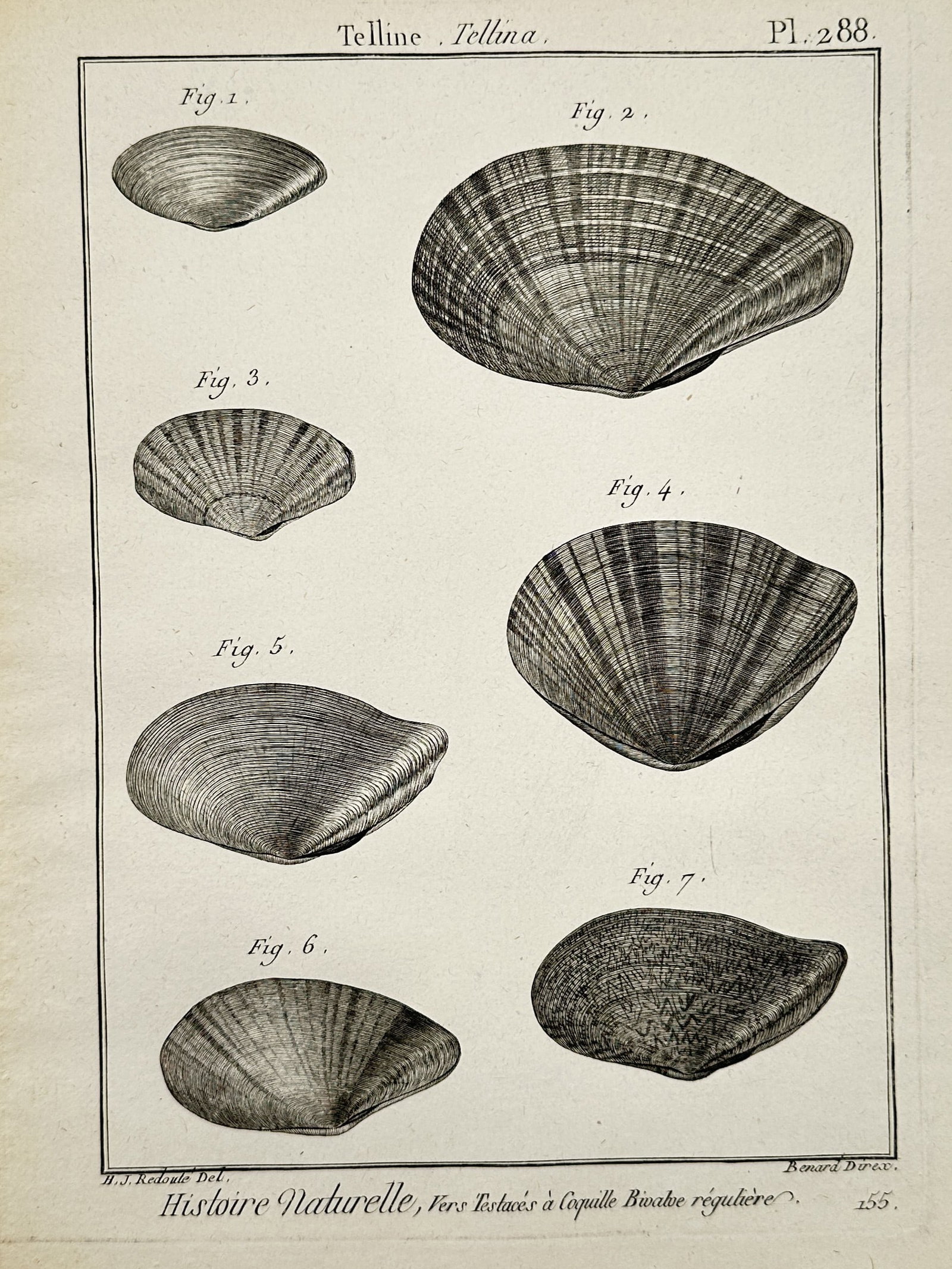 Robert Benard (1734-1777) – View of Tellina Shells – Engraving (1791): "Telline Tellina". This natural history print illustrates various species of bivalve shells, specifically focusing on the Tellina genus with detailed attention to the ridges and textures of each speci