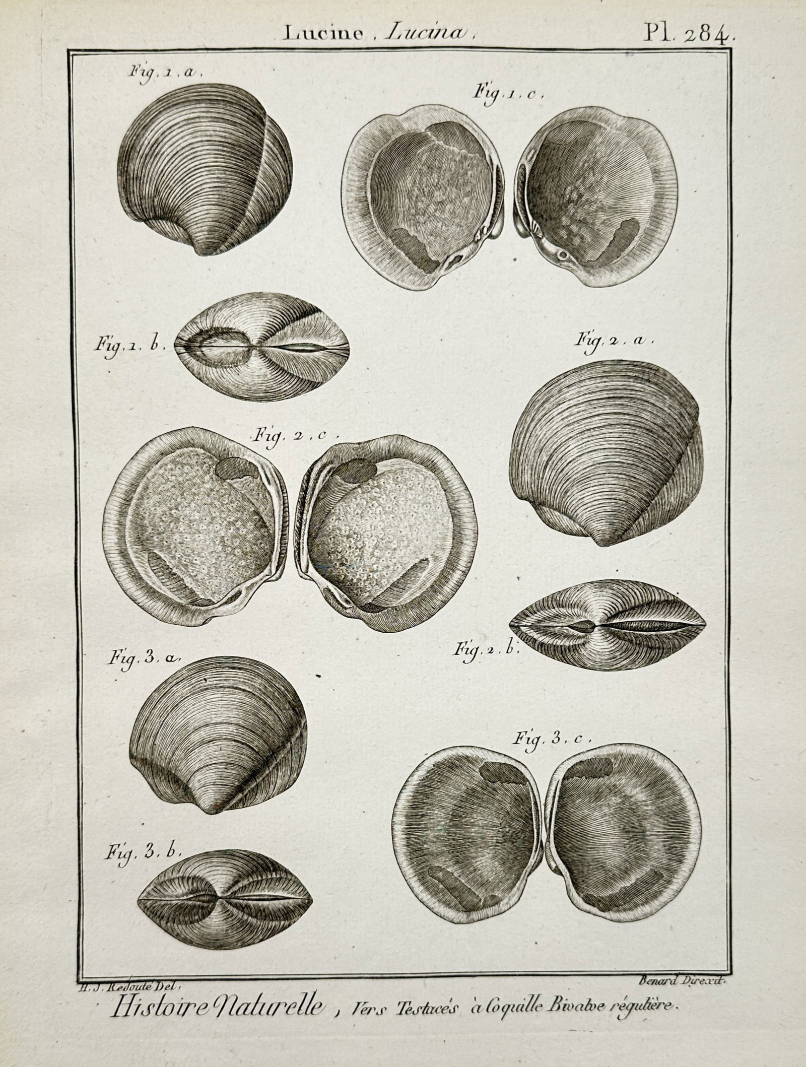 Robert Benard (1734-1777) – View of Lucina Shells – Engraving (1791): "Lucine Lucina". This conchological illustration depicts various specimens of bivalve shells from the Lucina genus, showing exterior surfaces, dorsal views of the hinge area, and interior valve detail
