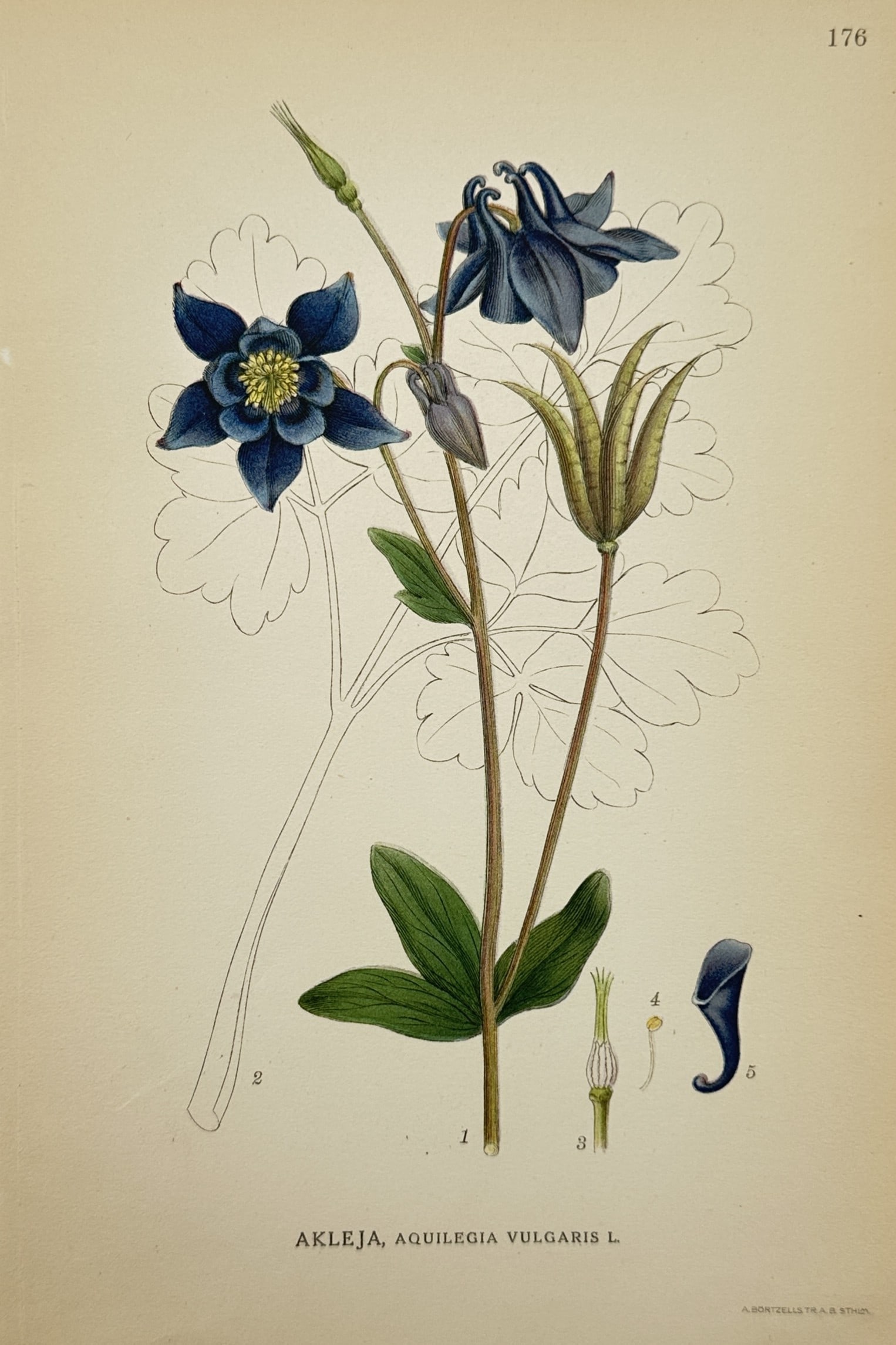 Carl Lindman (1856-1928) – View of European Columbine – Chromolithograph (1901) (1 of 2)