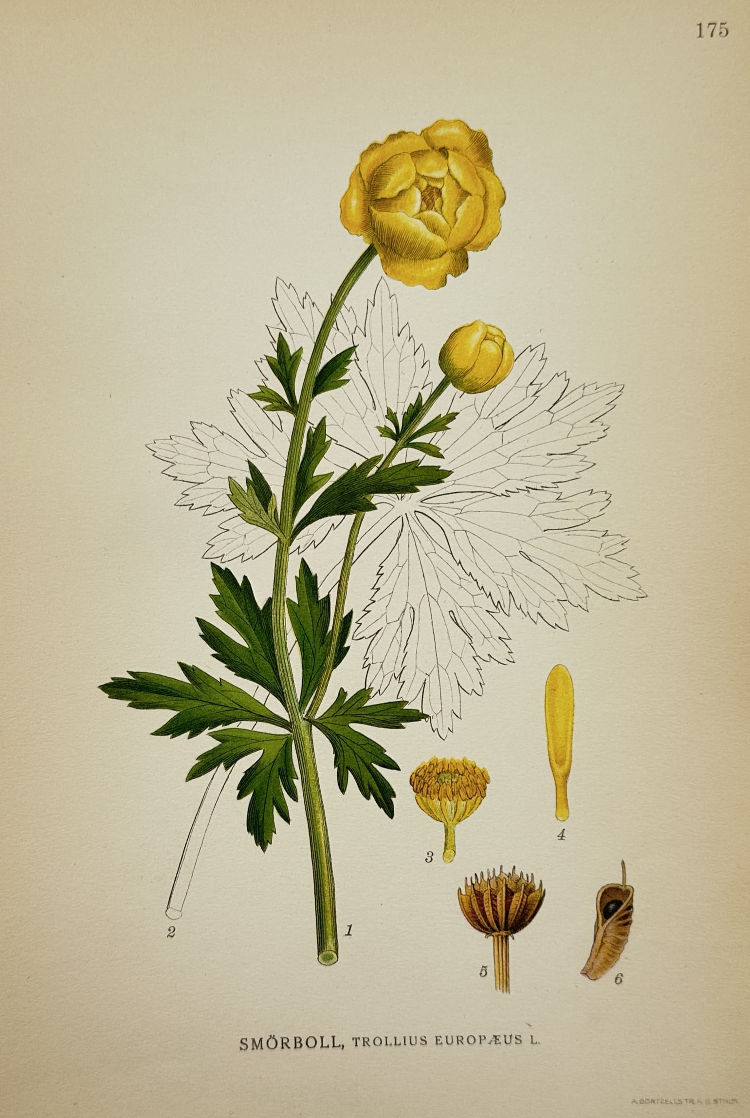 Carl Lindman (1856-1928) – View of Globeflower – Chromolithograph (1901): "Smörboll, Trollius Europaeus L.". This botanical study illustrates the globeflower, featuring its characteristic spherical yellow blooms and deeply divided palmate leaves, with a faint outline of th