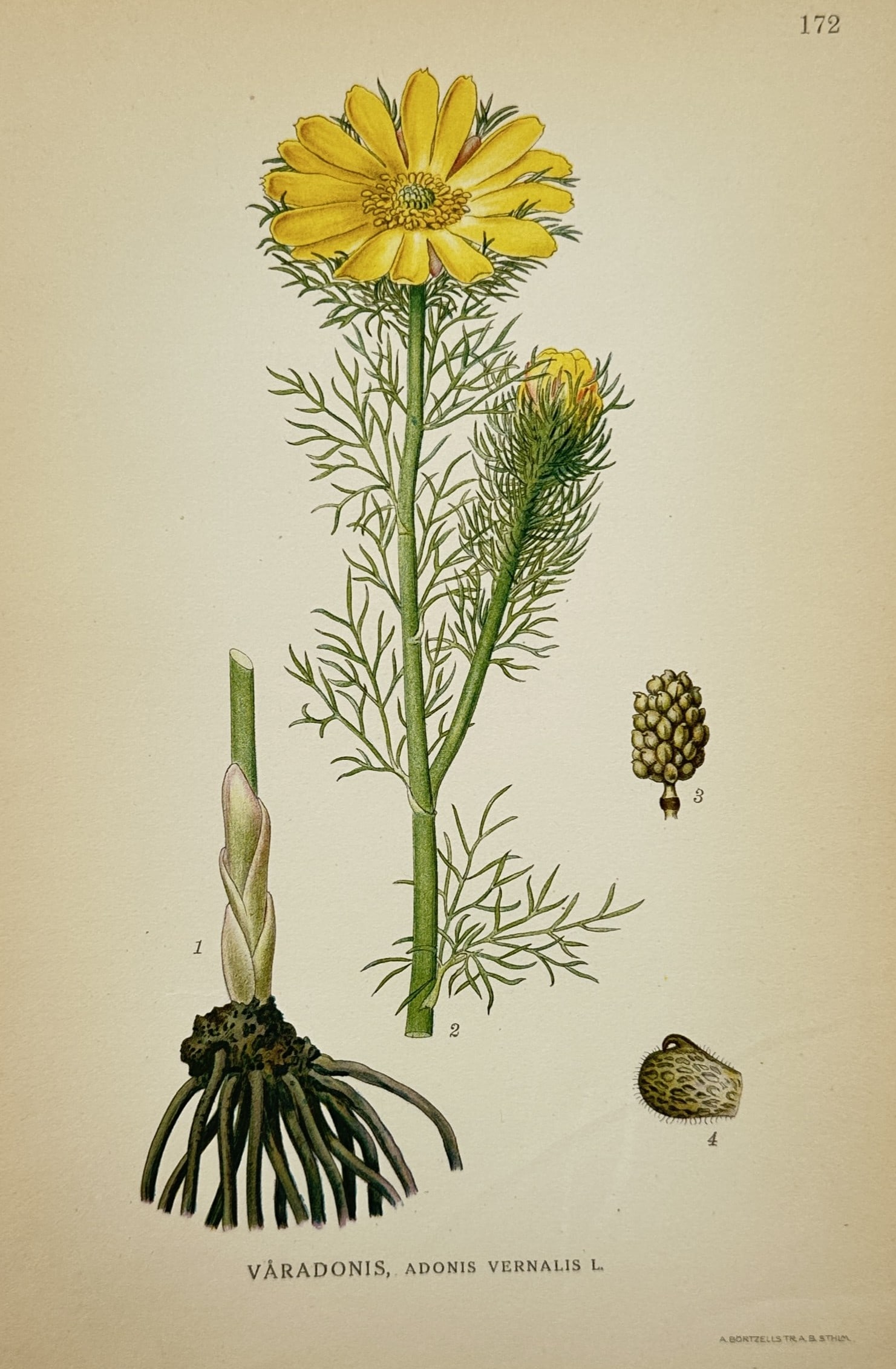 Carl Lindman (1856-1928) – View of Yellow Pheasants Eye – Chromolithograph (1901): "Våradonis, Adonis Vernalis L.". This botanical illustration depicts the yellow pheasants eye, showcasing its multi-petaled golden flower, feathery divided foliage, and a prominent rhizomatous root s