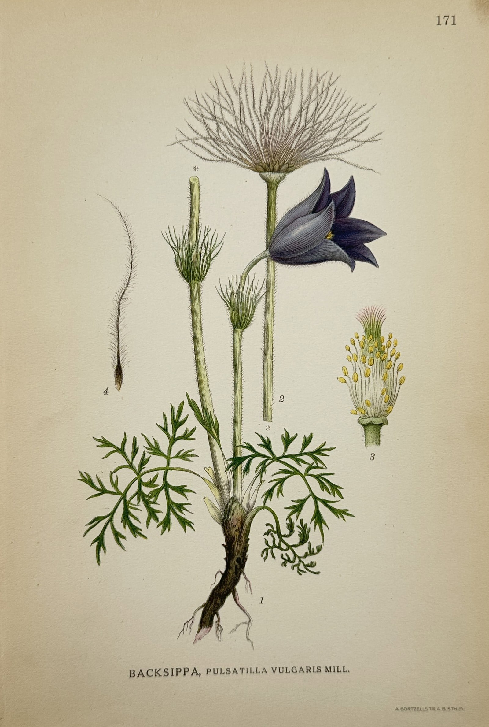 Carl Lindman (1856-1928) – View of Pasqueflower – Chromolithograph (1901) (1 of 2)