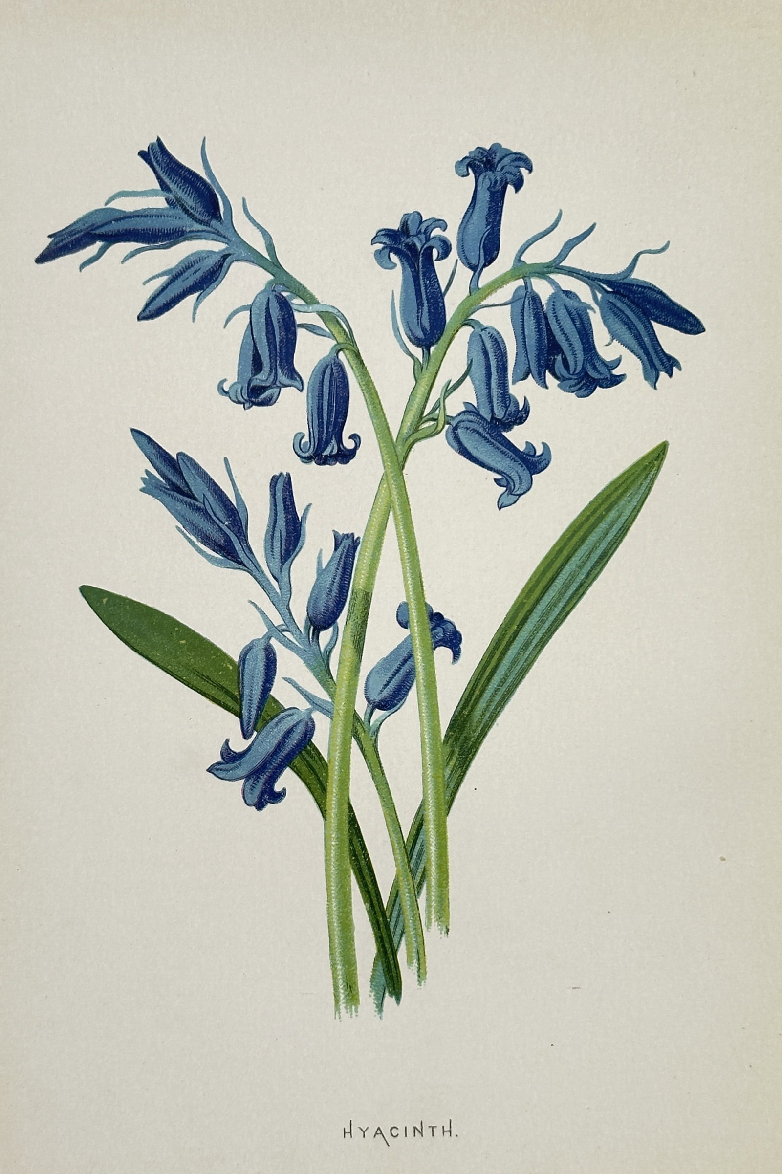Frederick Edward Hulme (1841-1909) – View of Hyacinth (Wild Bluebell) – Chromolithograph (1880) (1 of 2)