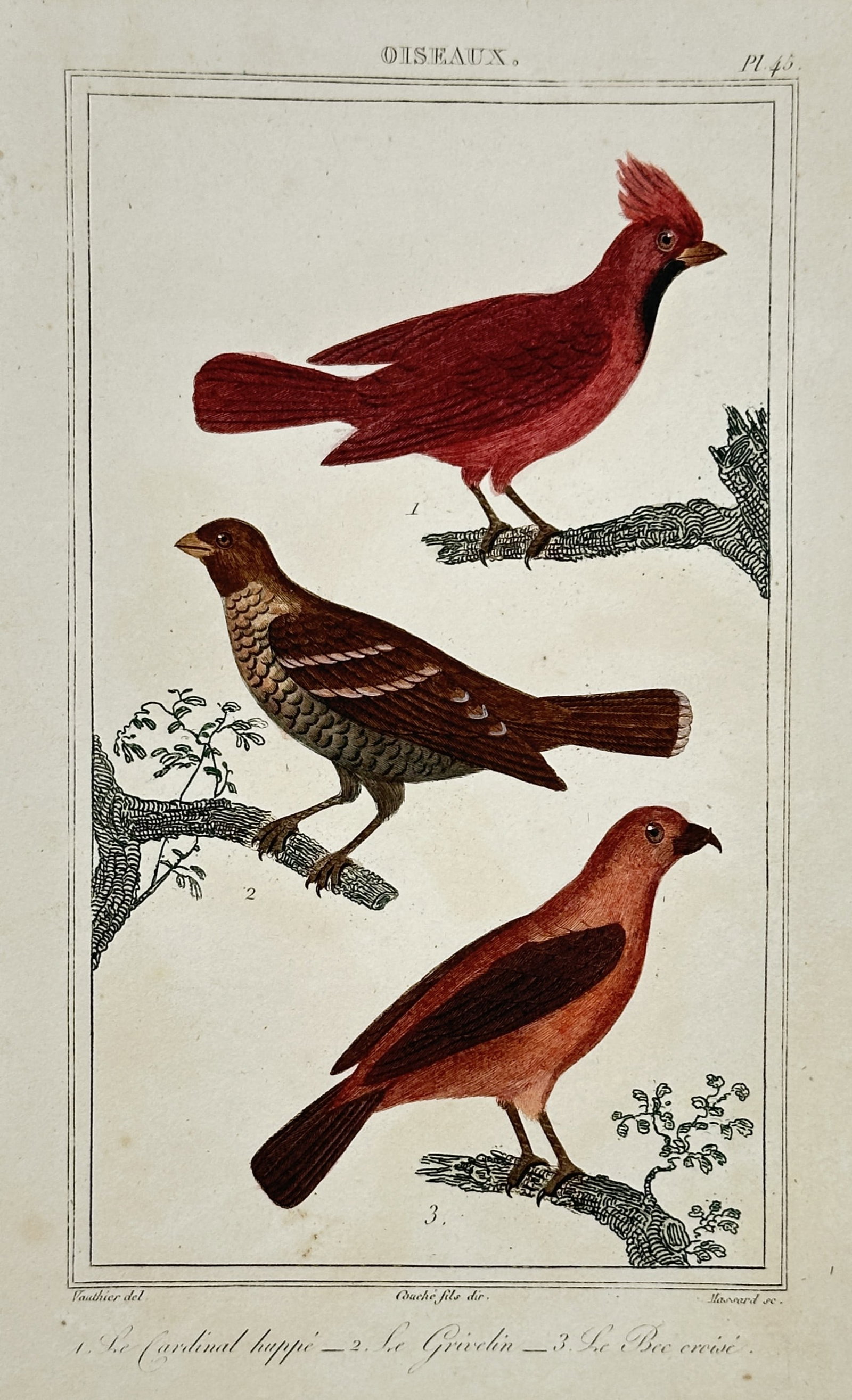 Antoine-Charles Vauthier – View of a Cardinal and Other Songbirds – Hand-coloured engraving (1 of 2)