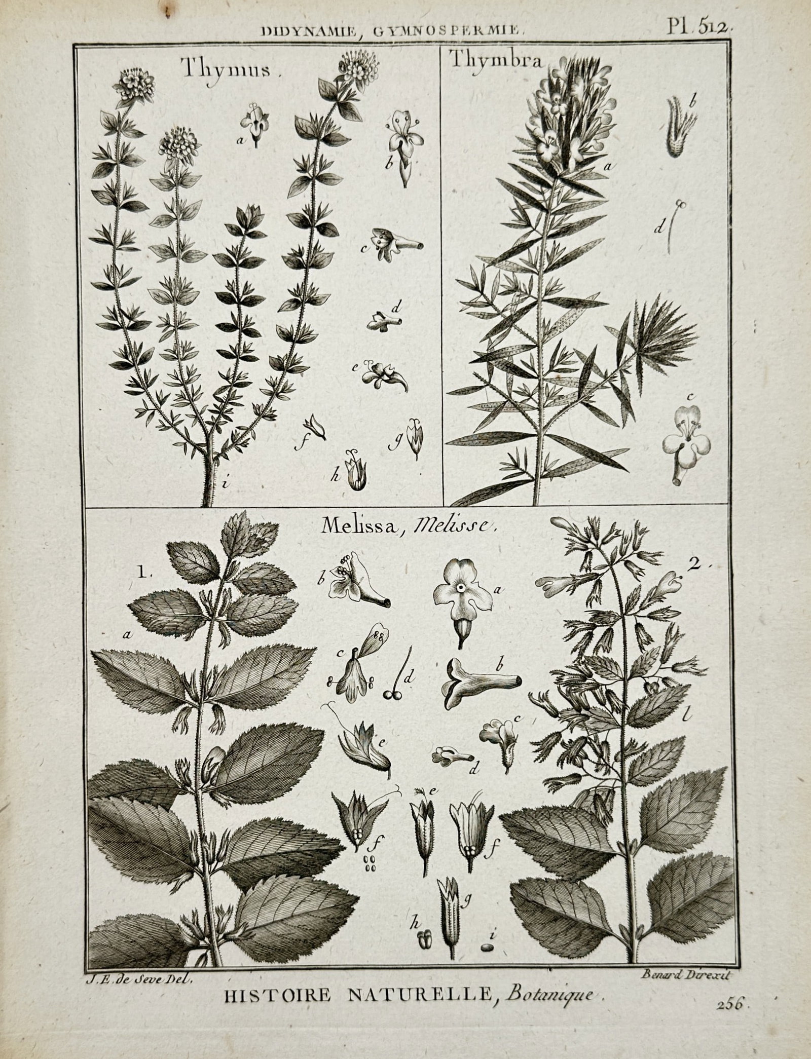 Robert Benard (1734-1777) – View of Thyme, Thymbra, and Melissa – Engraving (1791): "Histoire Naturelle, Botanique". This botanical engraving illustrates three genera of the Lamiaceae family: Thymus (thyme), Thymbra, and Melissa (lemon balm). The plate provides a detailed scientific