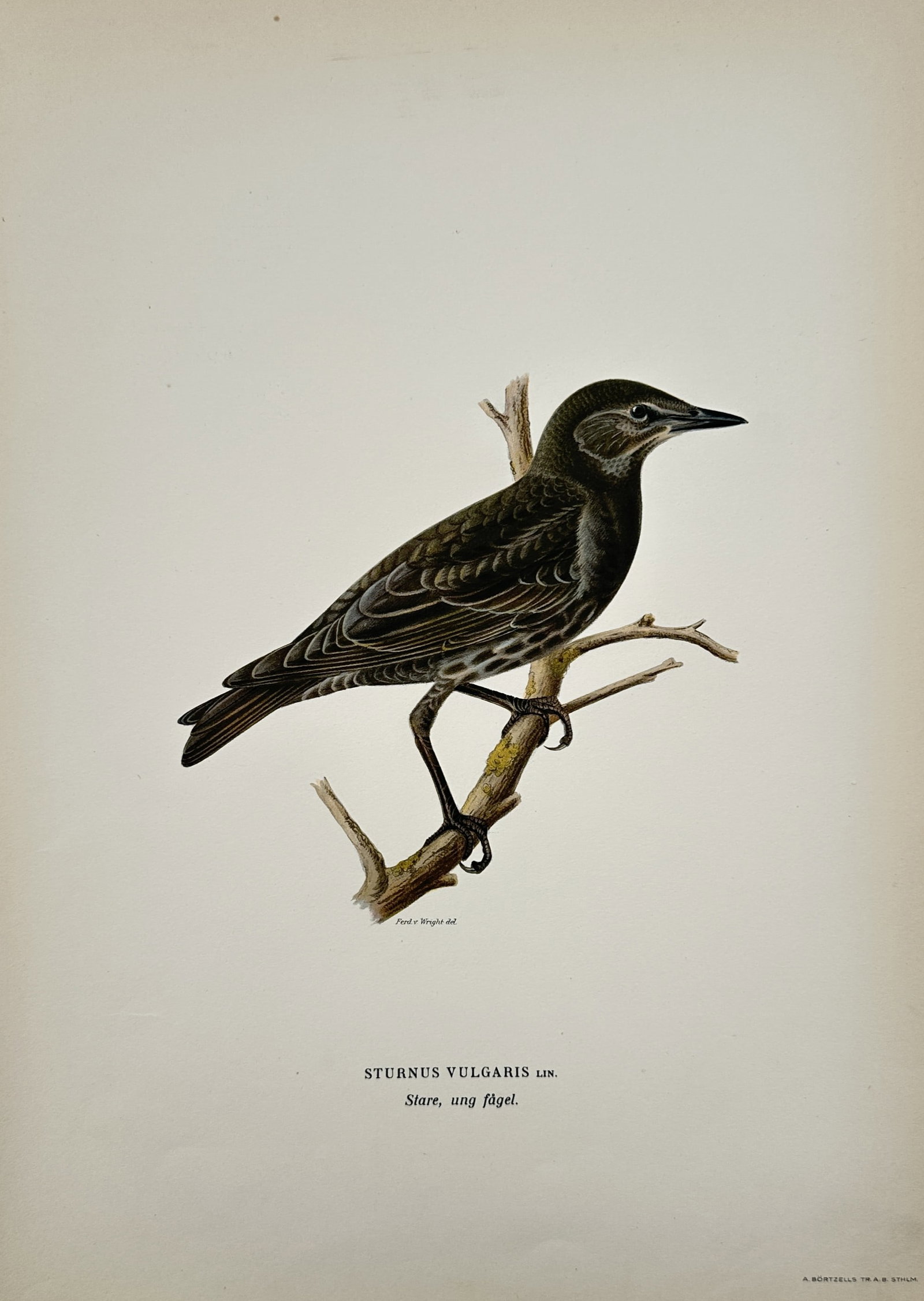 Ferdinand von Wright (1822-1906) – View of a Juvenile Common Starling – Chromolithograph (1 of 2)