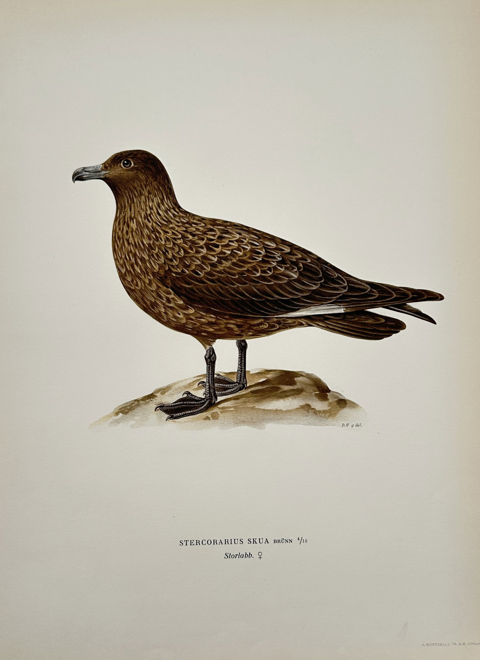 Magnus von Wright (1805-1867) – View of a Great Skua – Chromolithograph (1927–1929) (1 of 2)