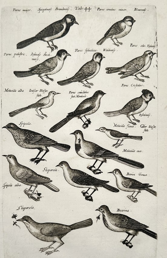 Johann Jonston – Natural History Study of Tits and Wagtails – Germany – Engraving (1650): "Parus major" This work provides a visual study of several small bird species, primarily featuring various members of the tit family (Paridae) such as the great tit and blue tit, alongside wagtails an