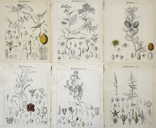 Adalbert Schnizlein (1814-1868) – Set of 6: Botanical Analyses of Global Flora - Tamarisks: "Aurantiaceae. Juncinaceae. Balaniteae. Olacineae. Humiriaceae. Tamaricstineae." This set of six plates provides a high-level botanical analysis of various plant families, including the citrus family,
