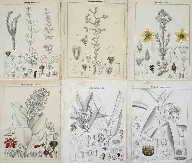 Adalbert Schnizlein (1814-1868) – Set of 6: Botanical Analyses of Flora (1 of 2)