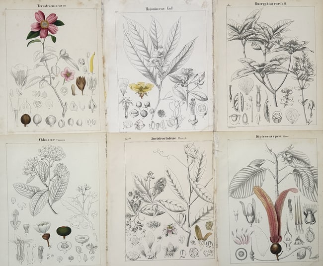 Adalbert Schnizlein (1814-1868) – Set of 6: Botanical Analyses of Global - lithograph: "Ternstroemiaceae. Bonnetiaceae. Eucryphiaceae. Chlenaecea. Ancistrocladeae. Dipterocarpeae." This set of six plates offers a high-level botanical survey of various exotic plant families, featuring pr