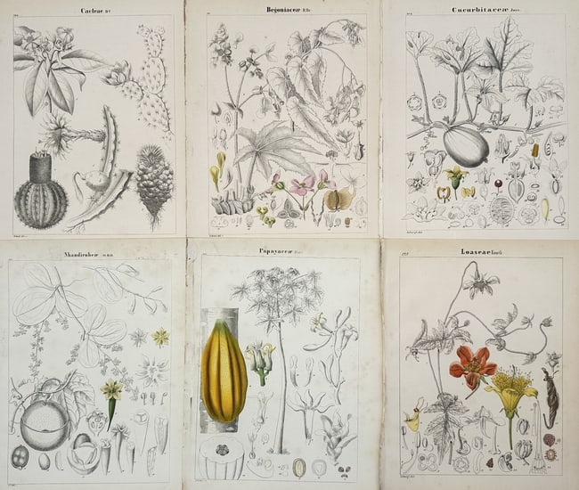 Adalbert Schnizlein (1814-1868) – Set of 6: Botanical Analyses of Global Flora: "Cacteae. Begoniaceae. Cucurbitaceae. Nhandirobeae. Papayaceae. Loaseae." This set of six plates provides a detailed botanical survey of several plant families, including various cacti, begonias, gour