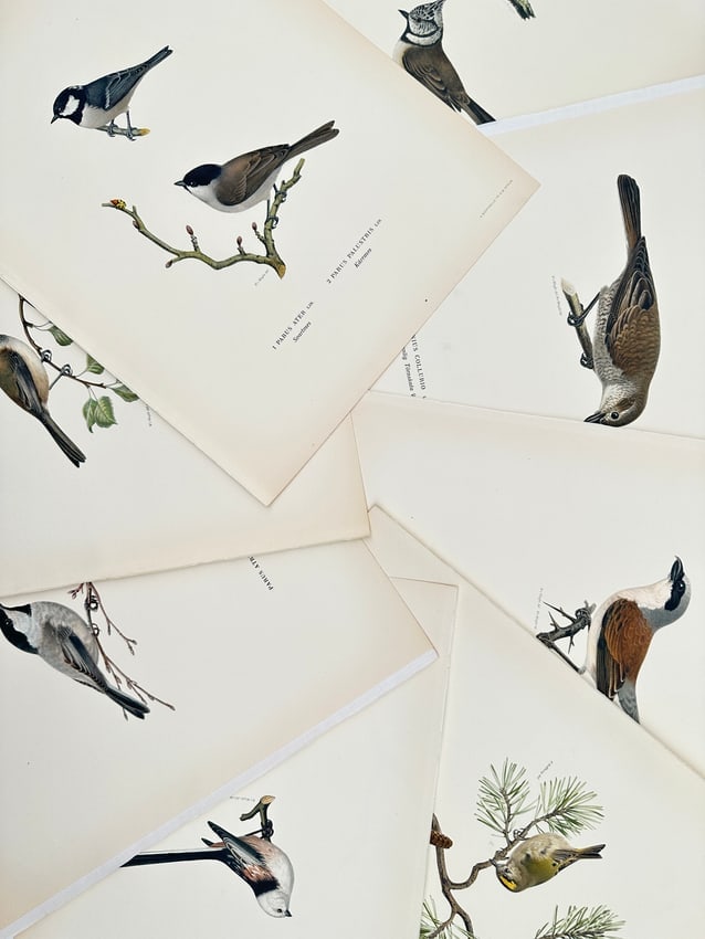 Magnus von Wright (1805–1867) – Set of 8: Studies of European Tits, Shrikes, and Kinglets: "Parus ater. Parus palustris. Lanius collurio. Regulus regulus. Aegithalos caudatus." This set of eight lithographs documents several species of Nordic songbirds, featuring coal tits, marsh tits, red-