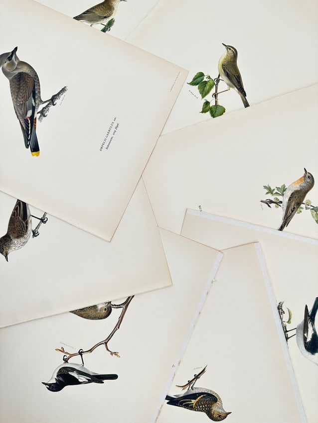 Magnus von Wright (1805–1867) – Set of 8: Studies of European Waxwings, Flycatchers: "Ampelis garrulus. Muscicapa atricapilla. Sylvia. Bombycilla garrulus." This set of eight lithographs documents several species of Nordic songbirds, including the Bohemian waxwing, pied flycatcher, an