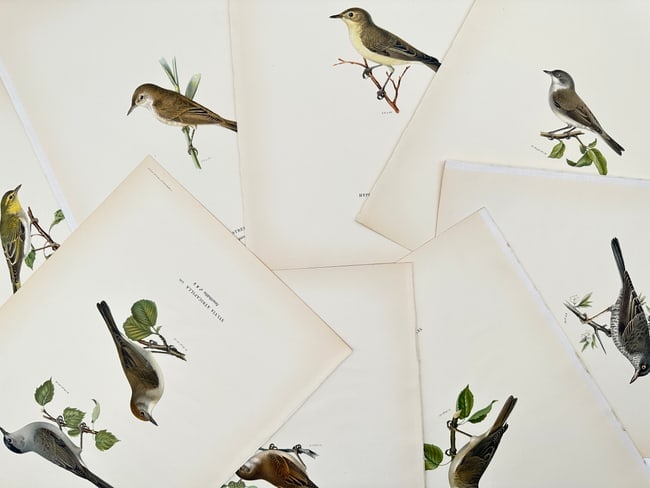 Magnus von Wright (1805–1867) – Set of 8: Studies of European Warblers – Lithograph (1920s) (1 of 2)
