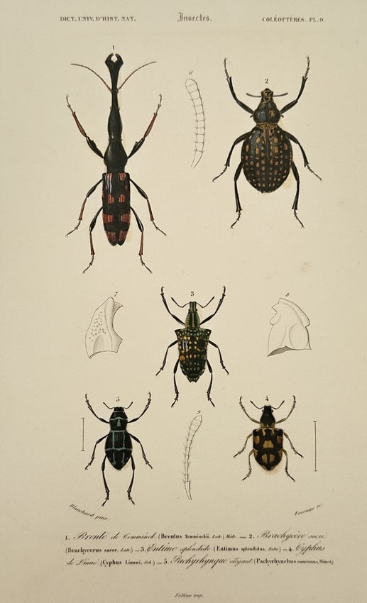 Charles d'Orbigny (1806-1876) – View of Insects: Beetles – Hand-coloured engraving (1849) (1 of 2)