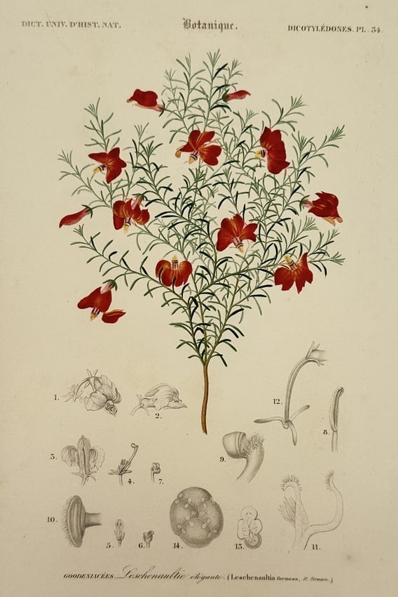 Charles d'Orbigny (1806-1876) – View of Botanical Study: Leschenaultia – Hand-coloured engraving (1 of 2)