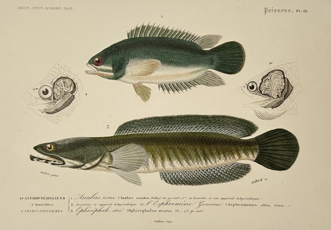 Charles d'Orbigny (1806-1876) – View of Ichthyological Study: Labyrinth Fish (1 of 1)